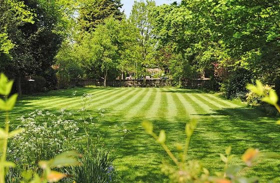 A lush green lawn with trees in the background