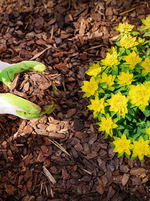 A person is holding a shovel next to a bush of yellow flowers.