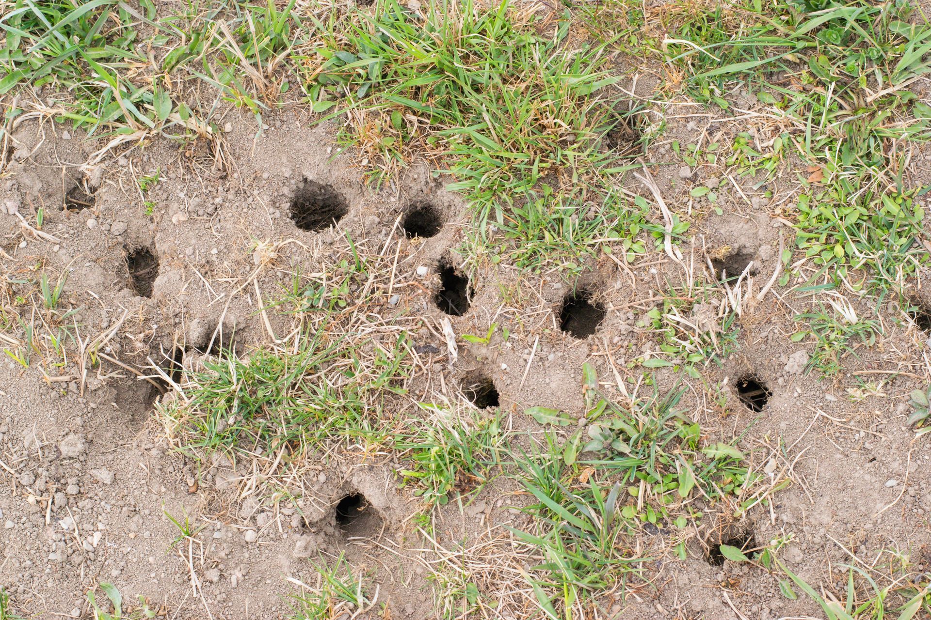 Holes in dirt and grass, likely animal burrows.