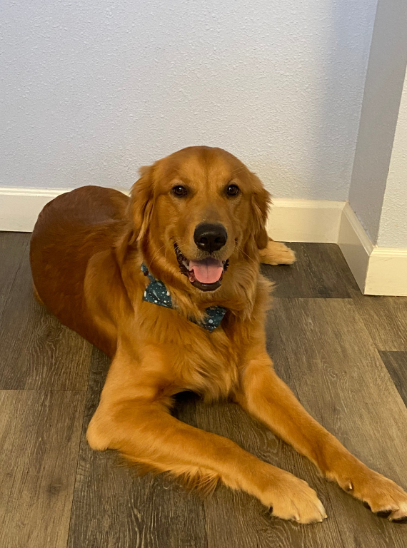 Finn the heartwarming therapy dog laying in the office