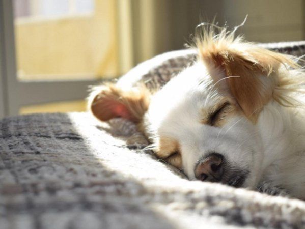 Dog Sleeping — Phoenix, AZ — Phoenix Access Control