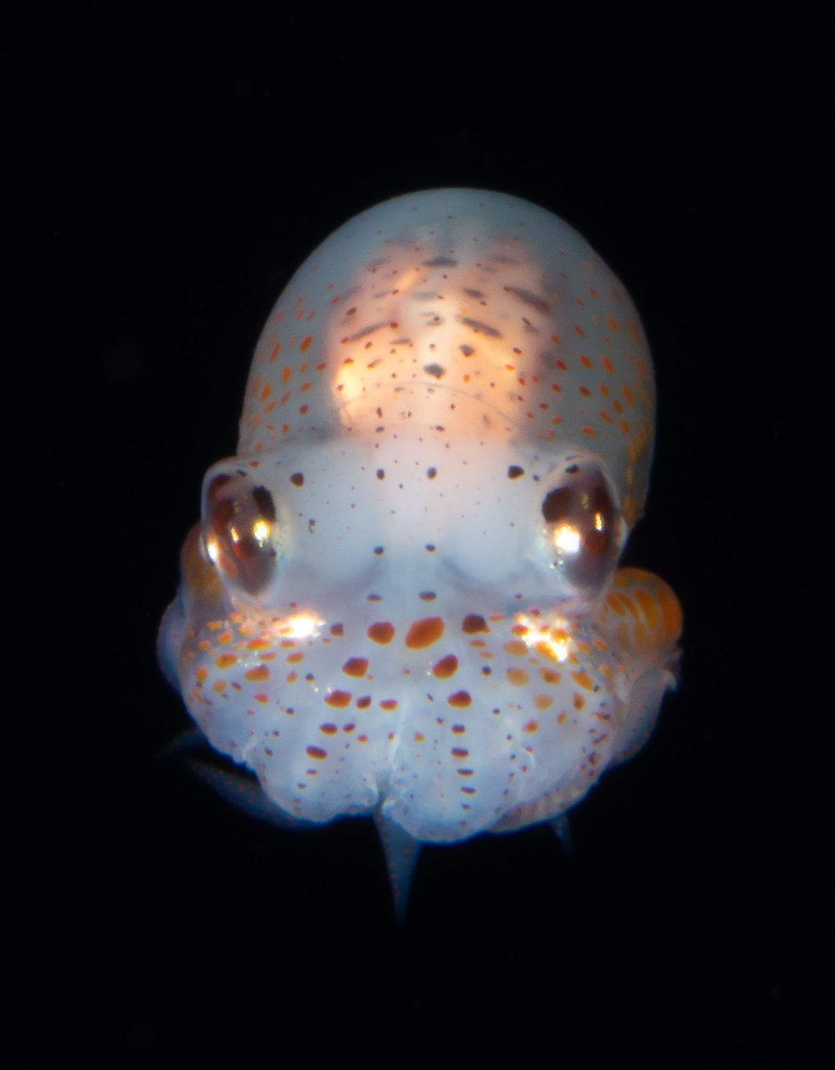 a close up of a squid with orange spots on it