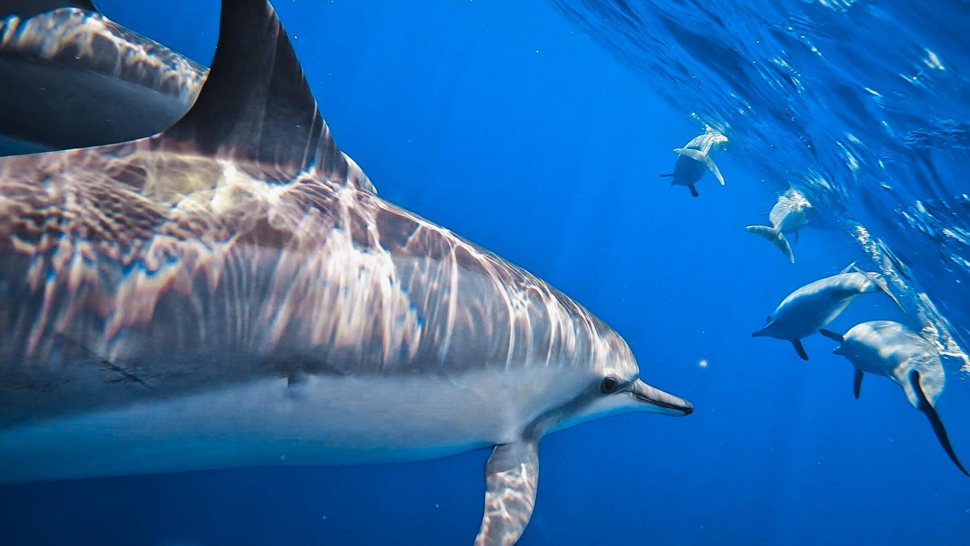 A group of dolphins are swimming in the ocean.