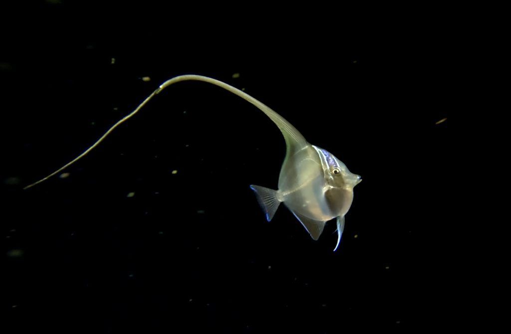 a fish with a long tail is swimming in the dark