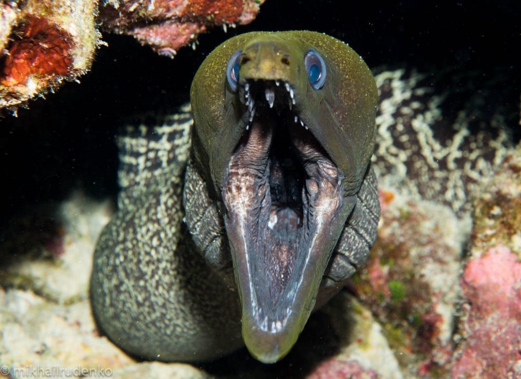 a close up of an eel with its mouth wide open