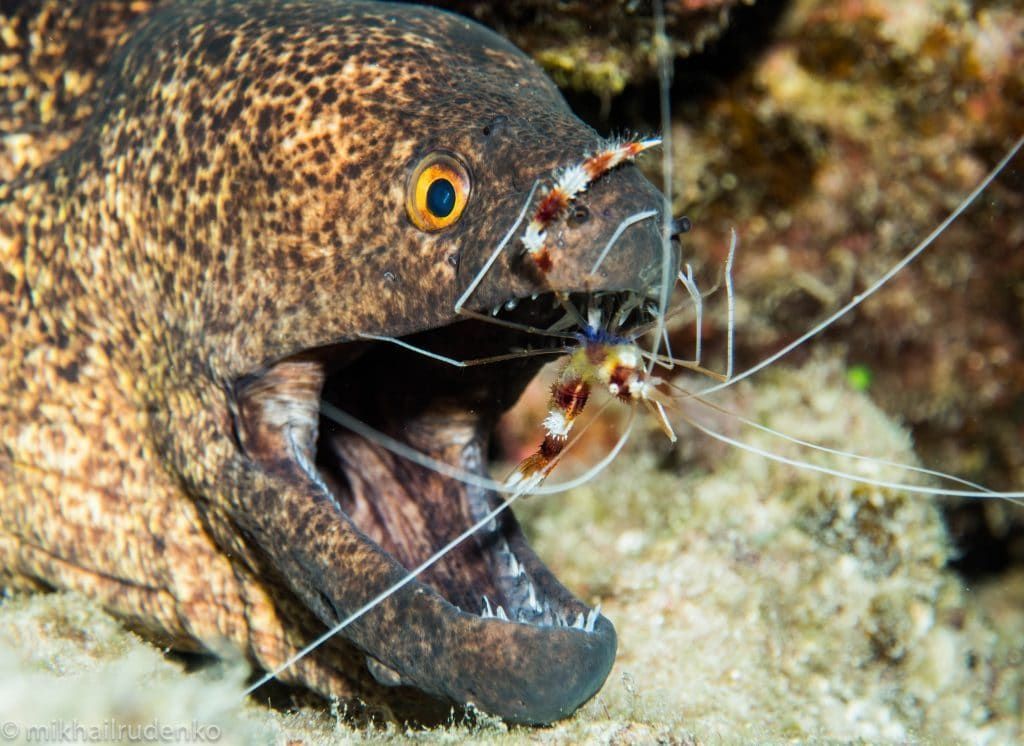 A close up of a eel with a shrimp in its mouth.