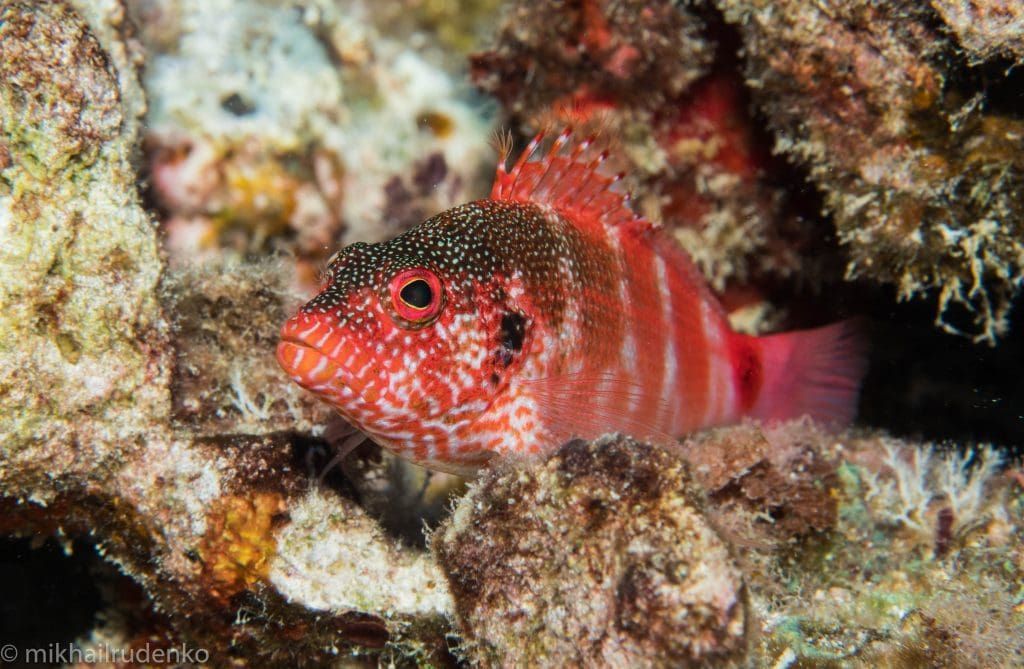 a red fish with black spots on its head is swimming in the water