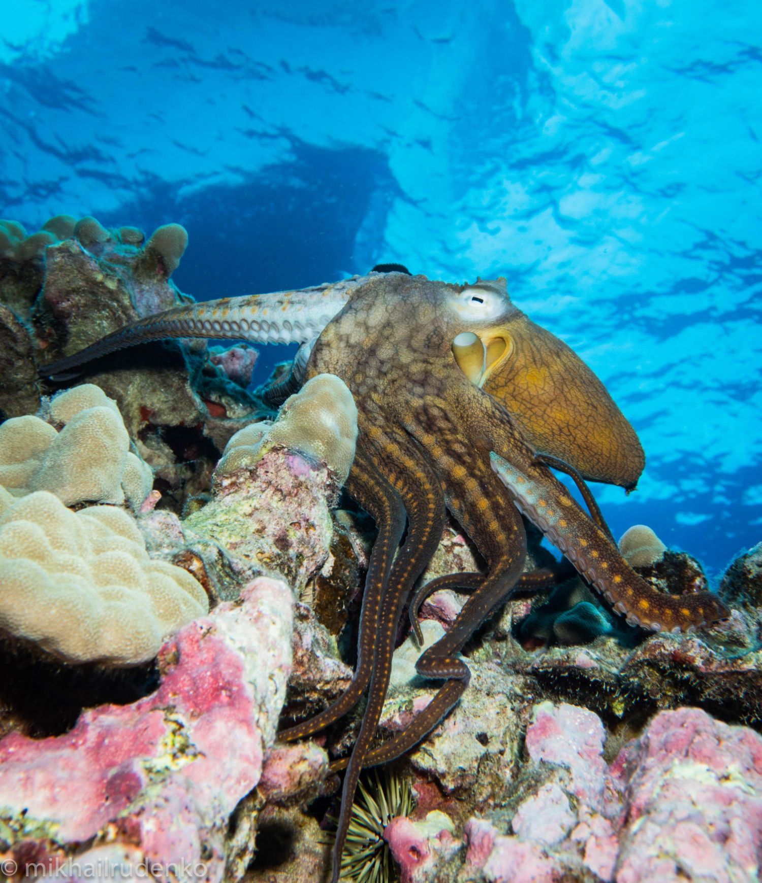 An octopus is laying on a coral reef in the ocean.