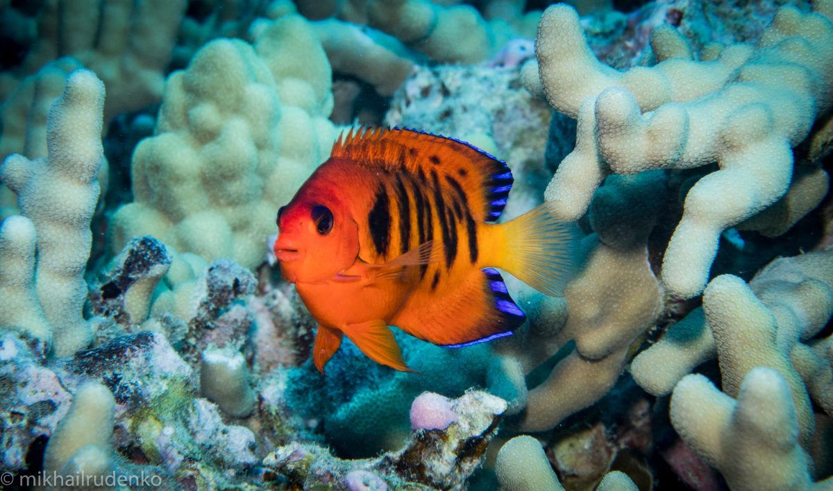 Orange and black striped angelfish swimming near coral.