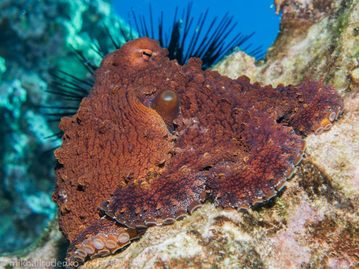 Brown octopus on coral reef with a sea urchin.