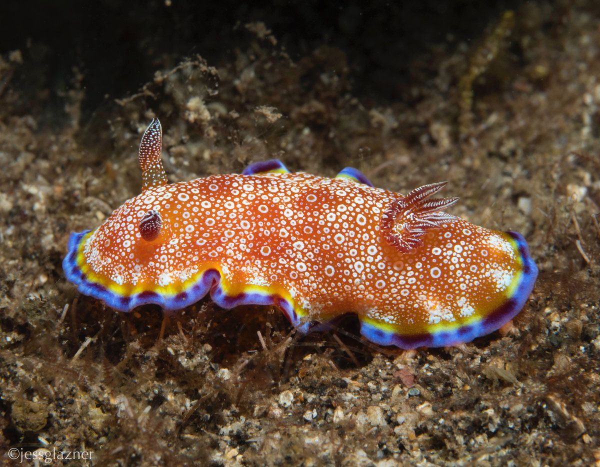 Orange sea slug with white spots, blue, yellow, and purple trim, on seabed.