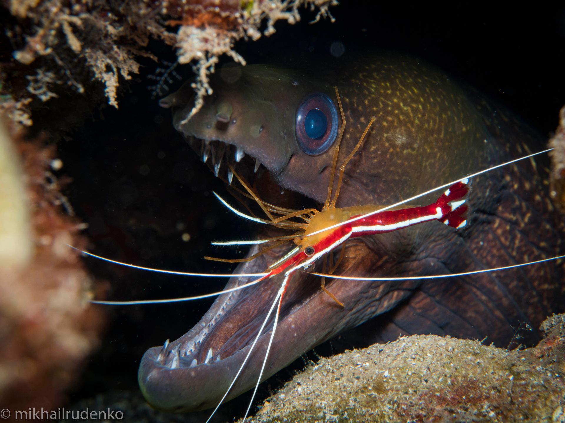 A close up of a fish with a shrimp in its mouth.