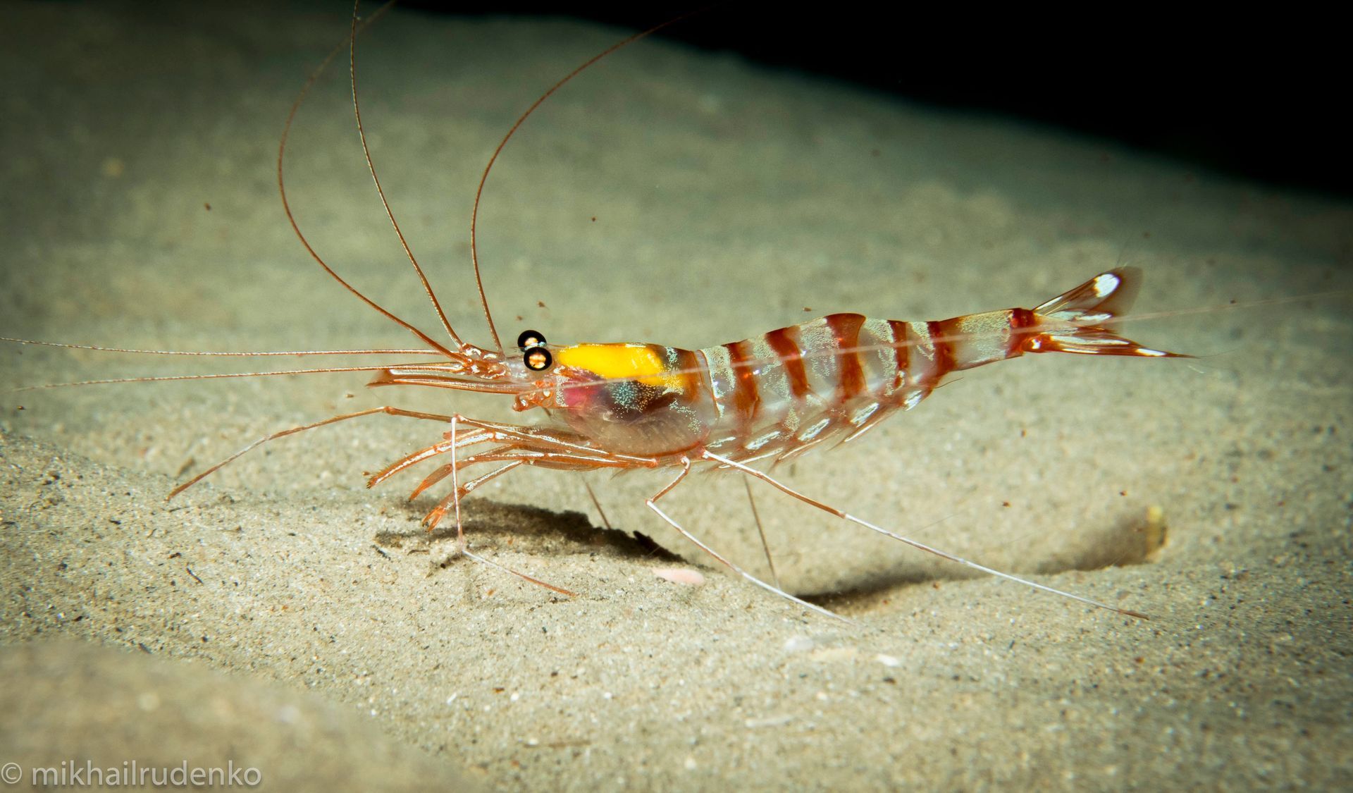 A shrimp with a yellow head is swimming in the sand.