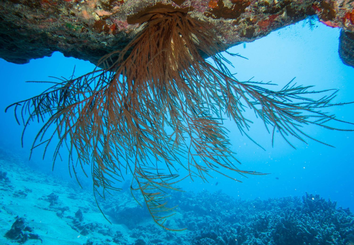 a coral reef with a coral growing out of a rock in the ocean .