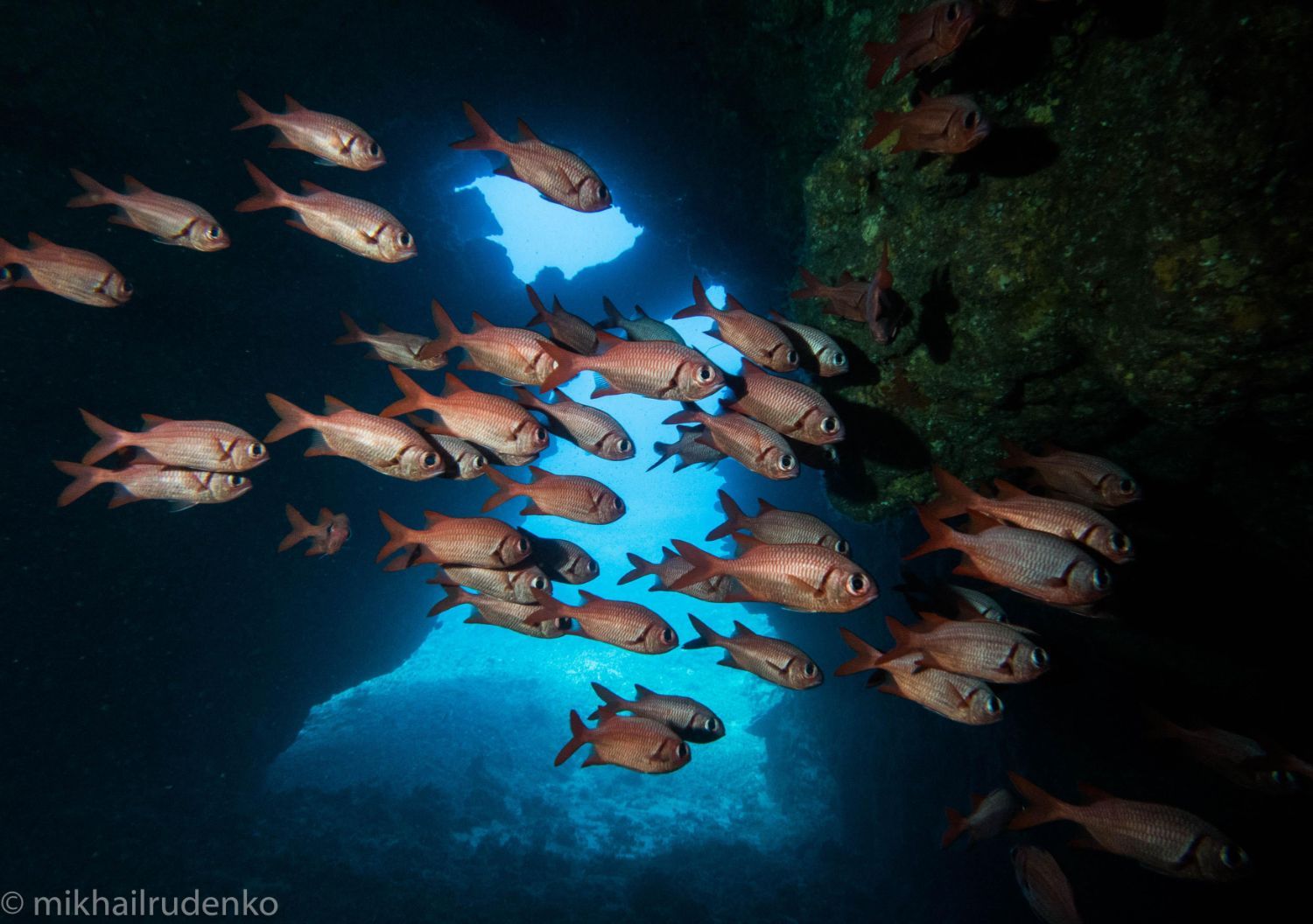 a large school of fish are swimming in the ocean
