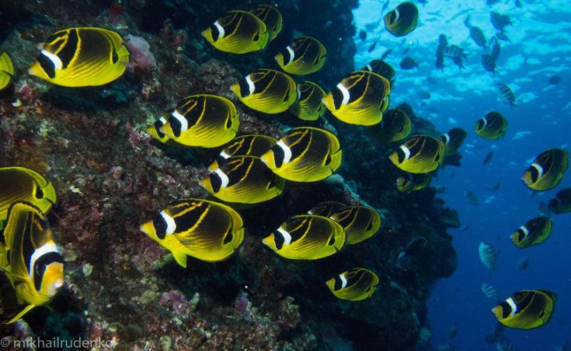 a group of yellow and black fish are swimming in the ocean