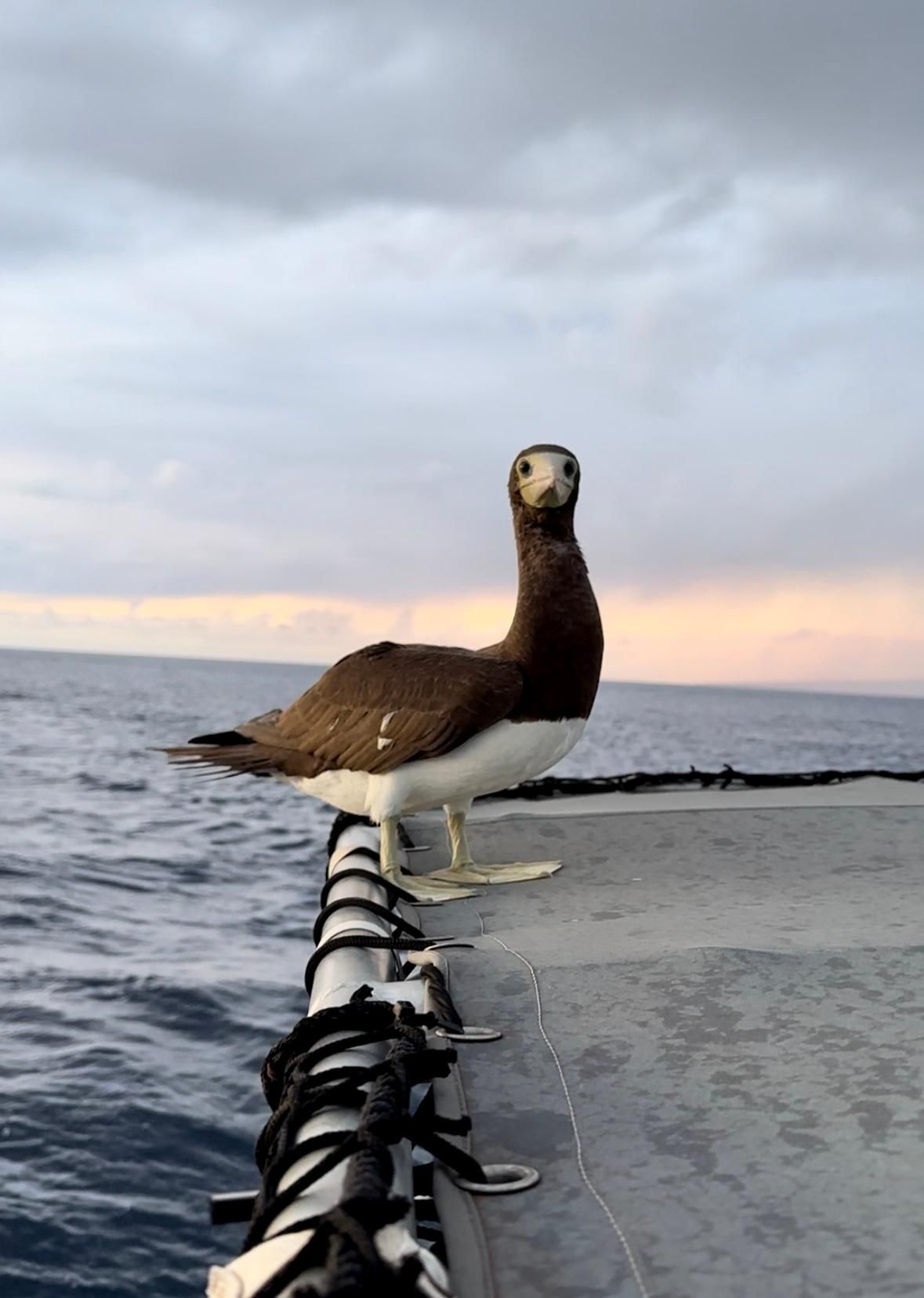 A bird perched on a railing overlooking the ocean