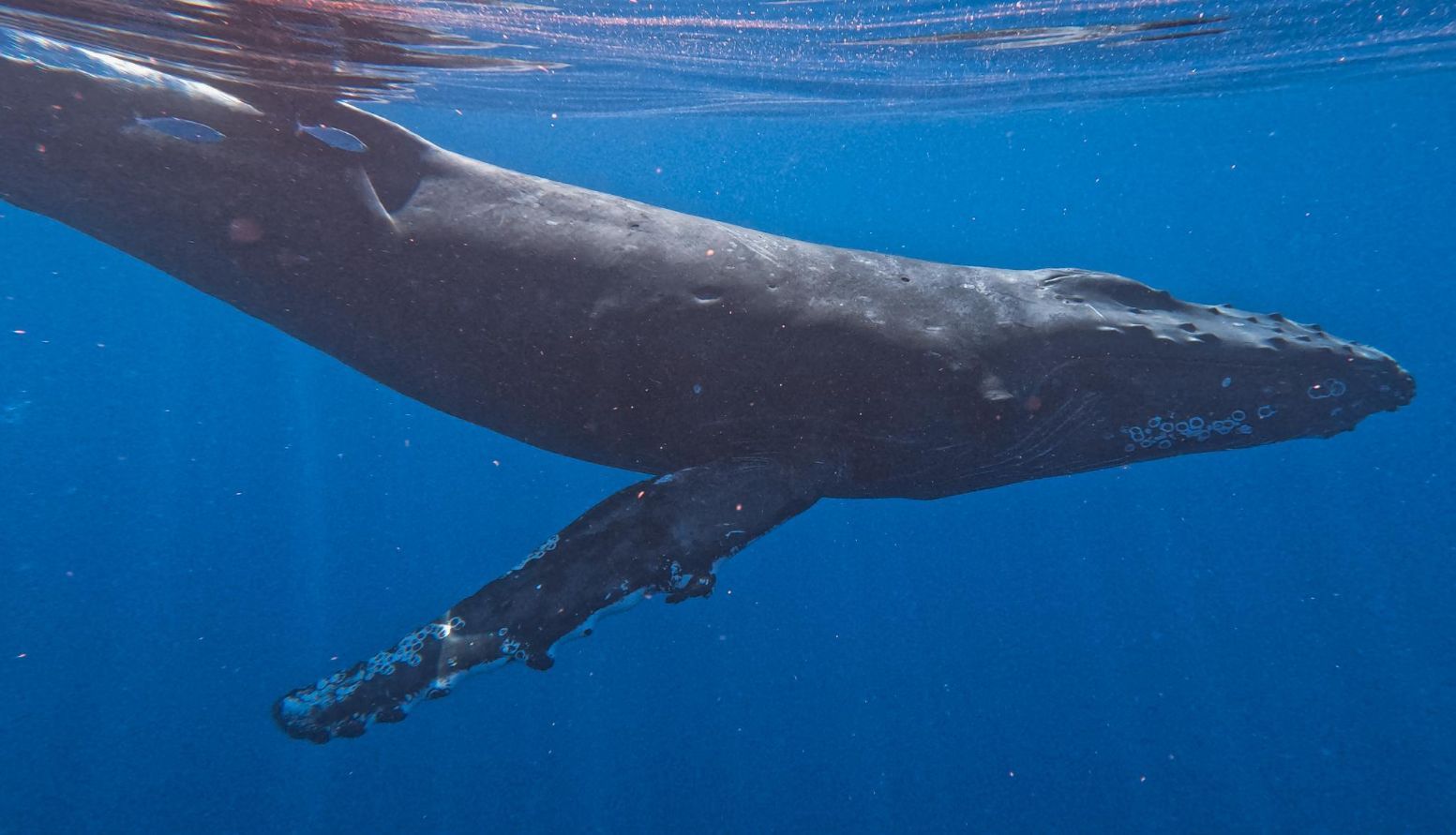 a humpback whale is swimming in the ocean off the Kohala coast.