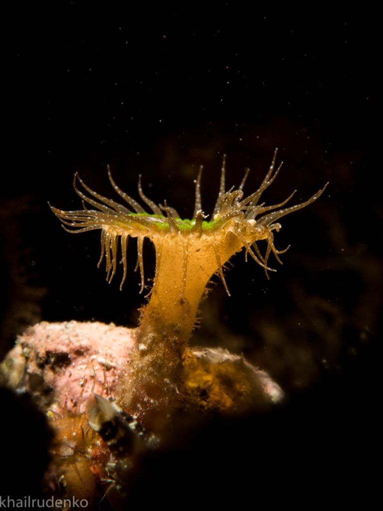 a photo of a sea anemone taken by khalilrudenko