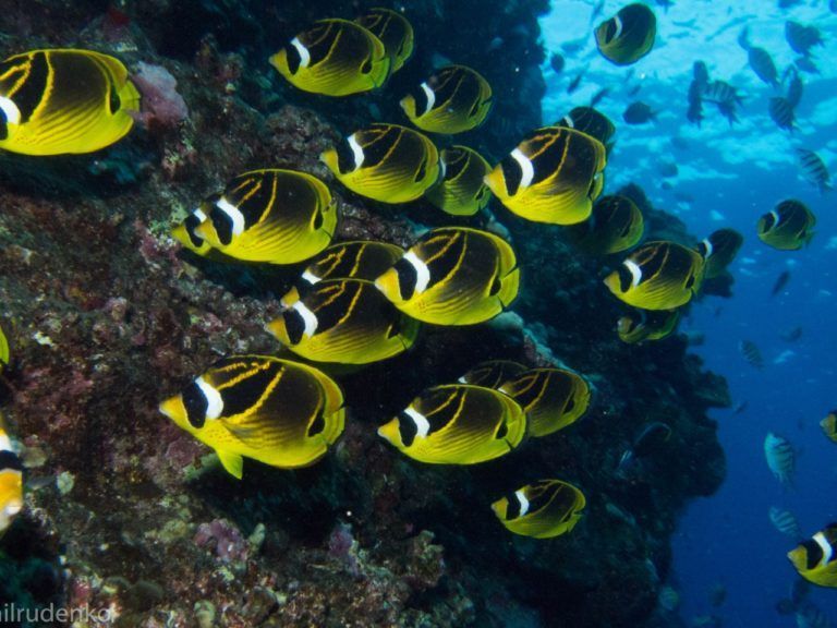 a group of yellow and black fish are swimming in the ocean