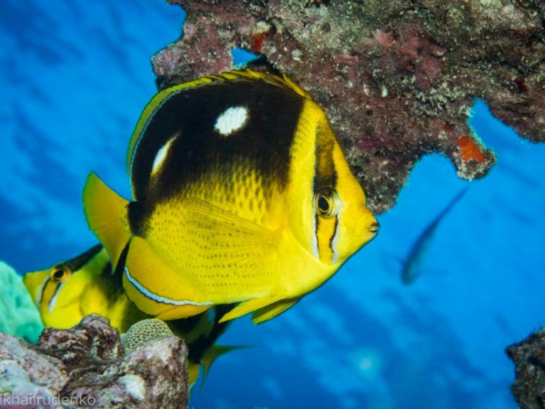 a yellow and black fish is swimming in the ocean