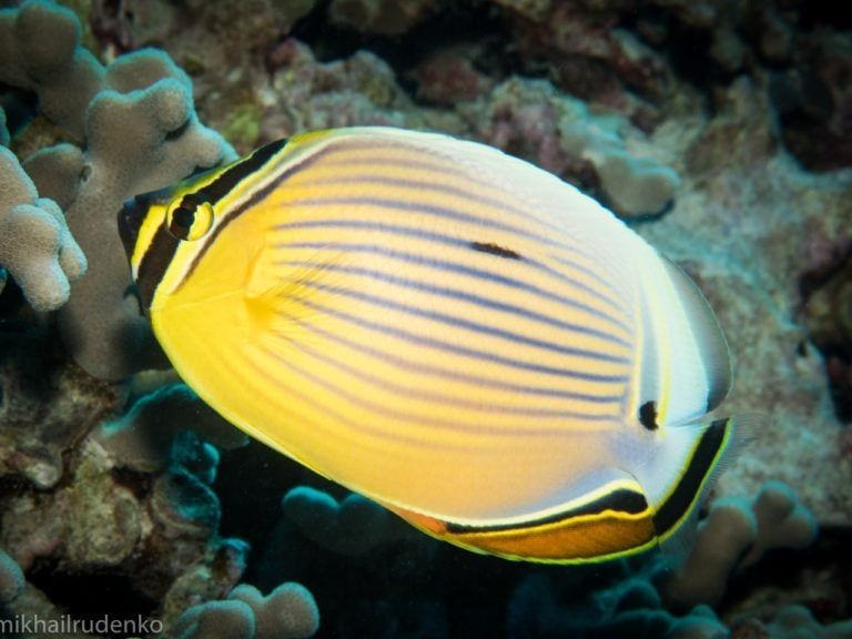 a fish is swimming on a coral reef and the photo was taken by mikhail rudenko