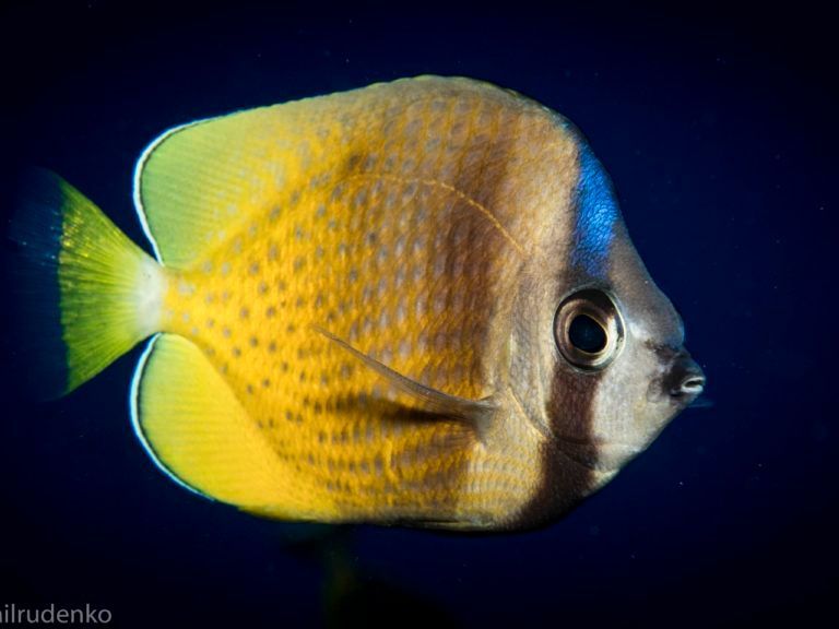 a close up of a fish with the name ilrudenko on the bottom