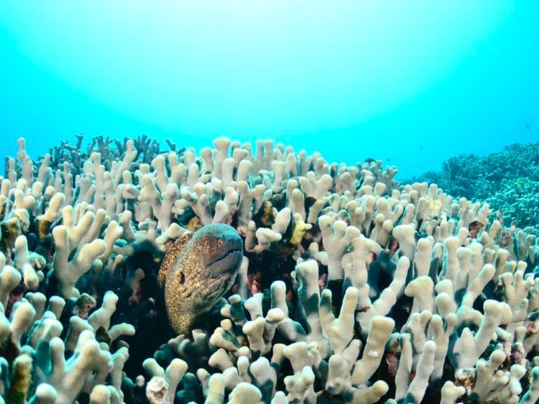 a coral reef with a fish swimming in it