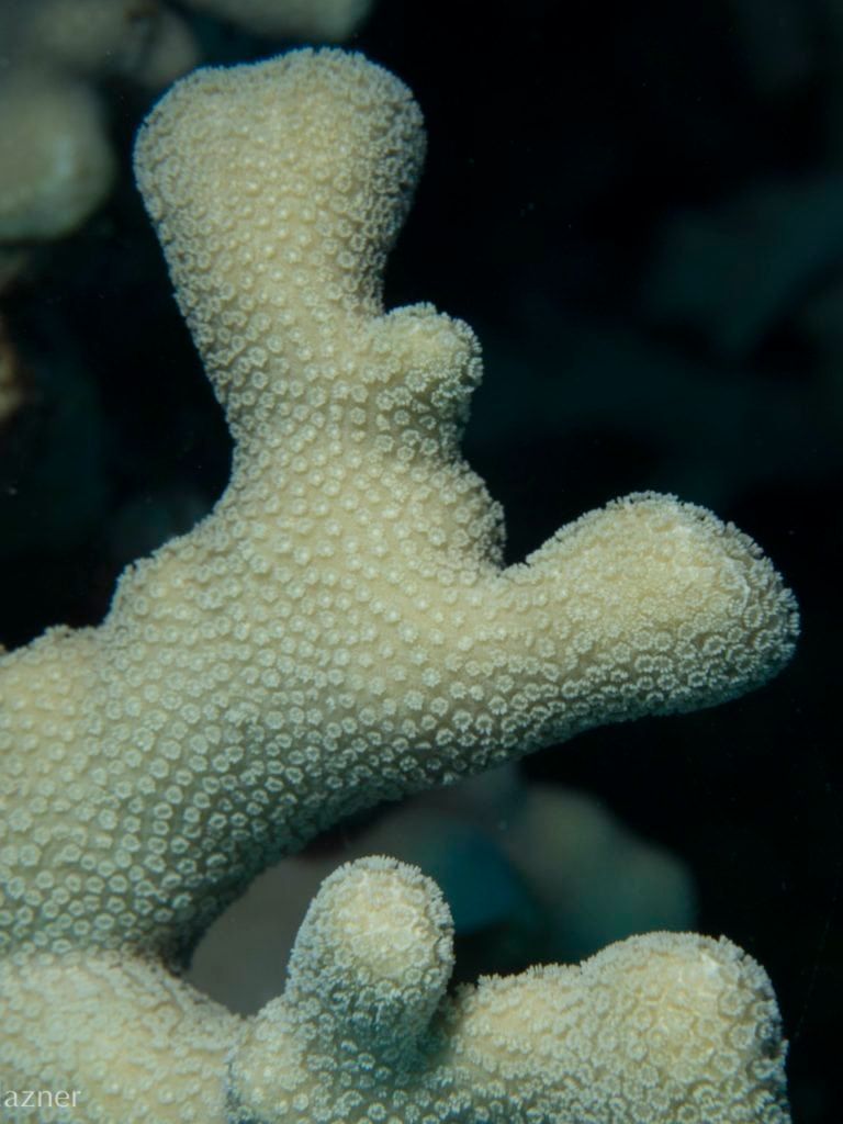 a close up of a white coral with azner written on the bottom