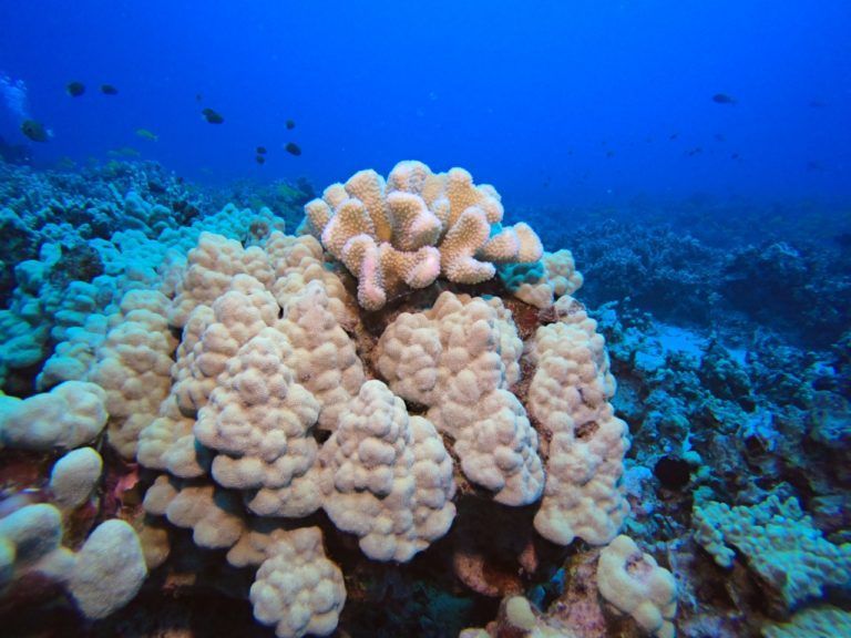 a coral reef with white corals and blue water
