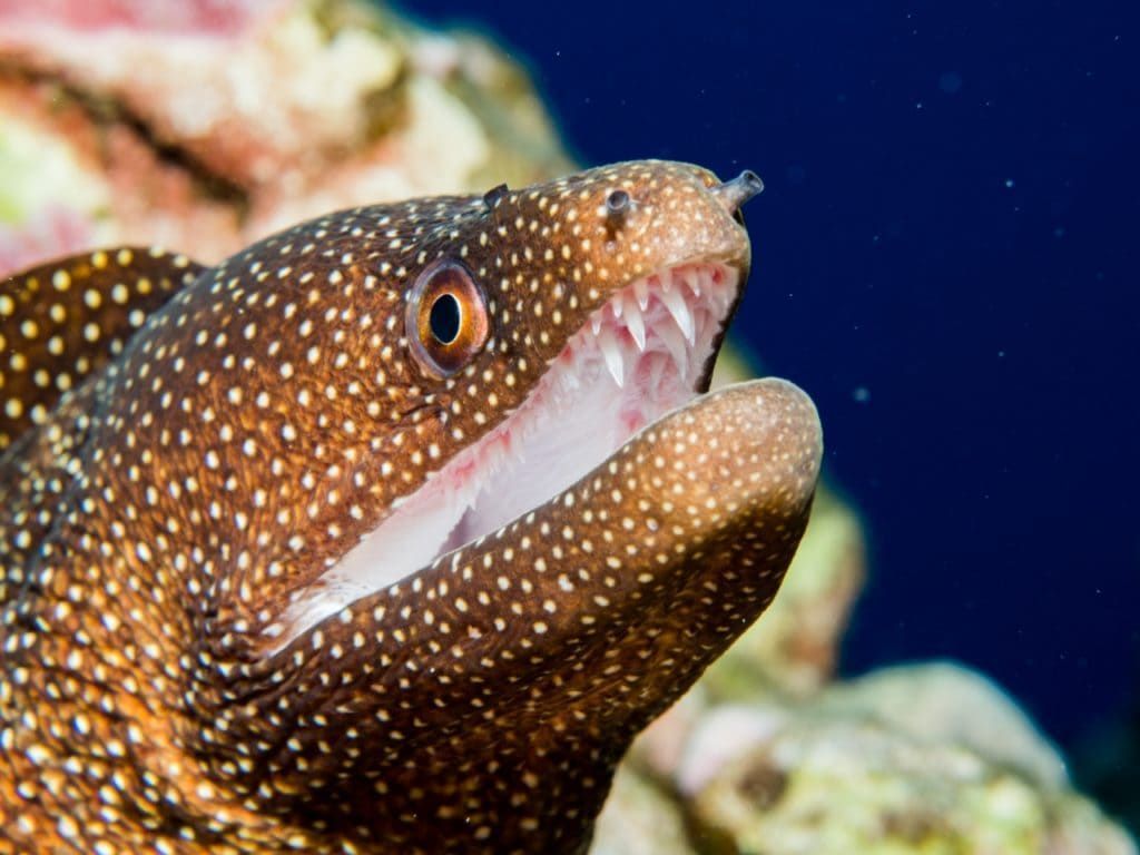 a close up of a fish with its mouth open