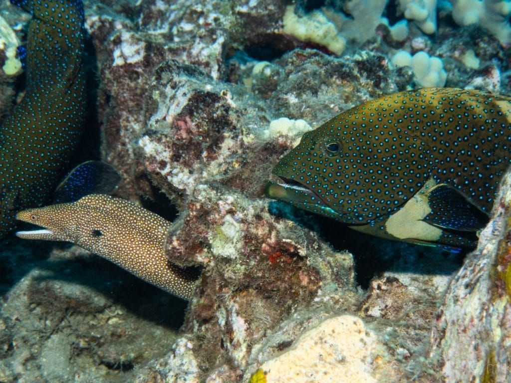 a fish with blue dots is swimming next to a moray eel