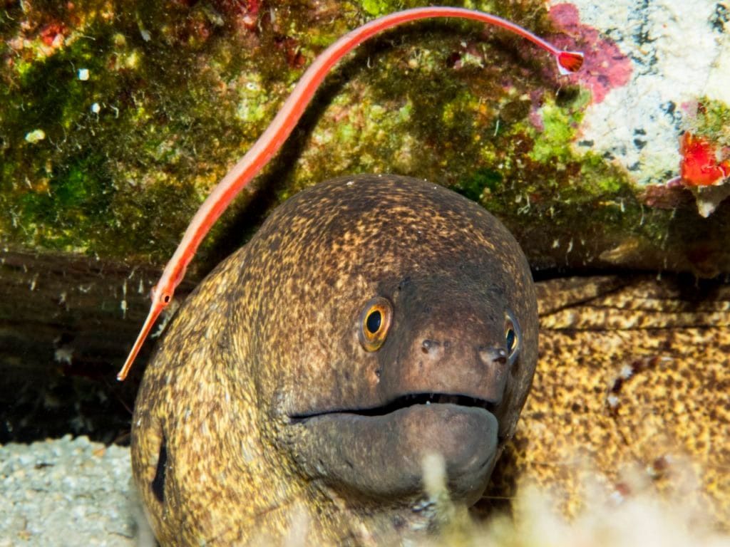 a fish with a red worm sticking out of its mouth