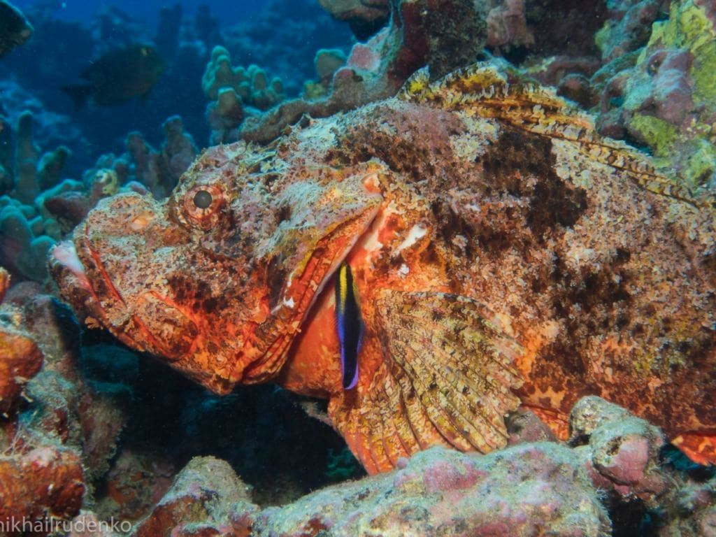 a fish is swimming on a coral reef and the photo was taken by nikhail rudenko