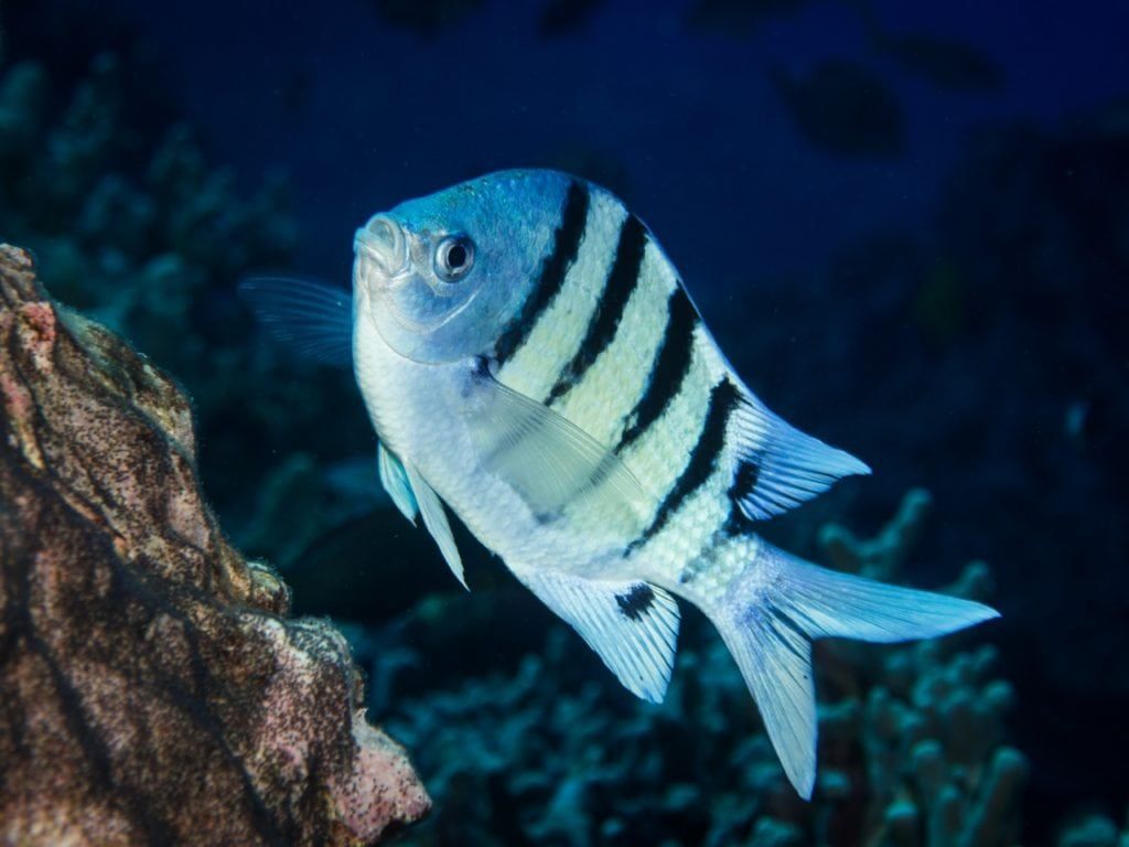 a black and white fish is swimming in the ocean