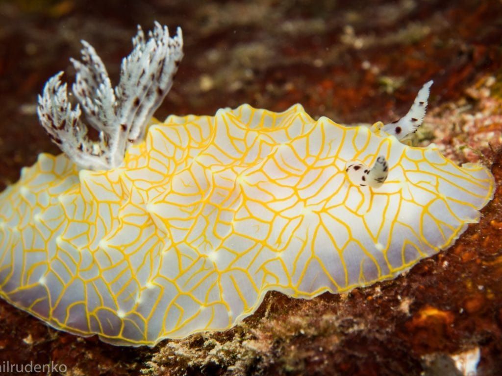 a close up of a yellow and white sea slug by ilrudenko