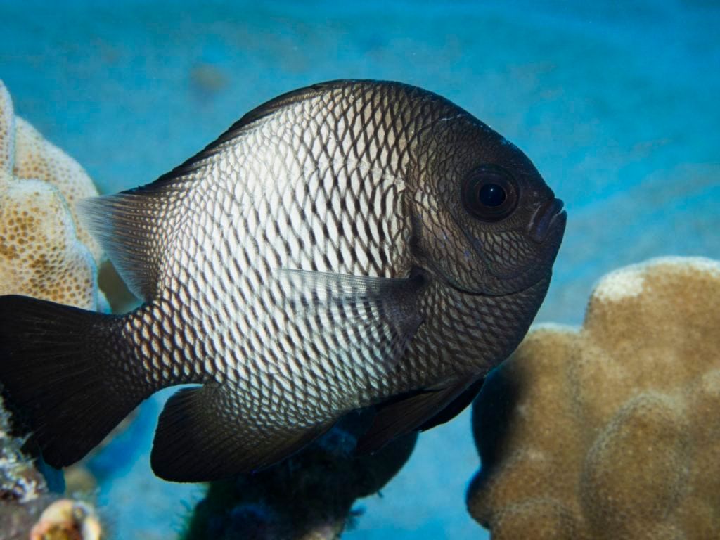a black and white fish is swimming in the ocean