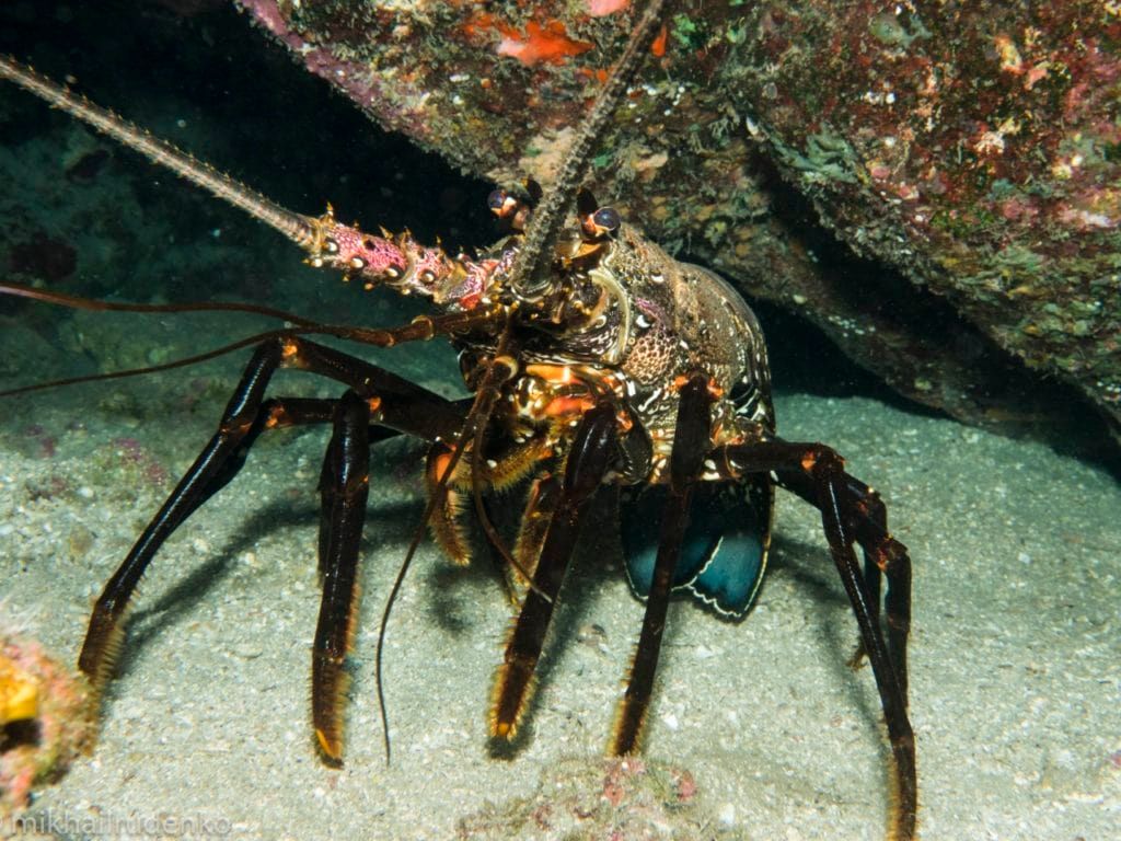 a close up of a lobster with the name mike on the bottom