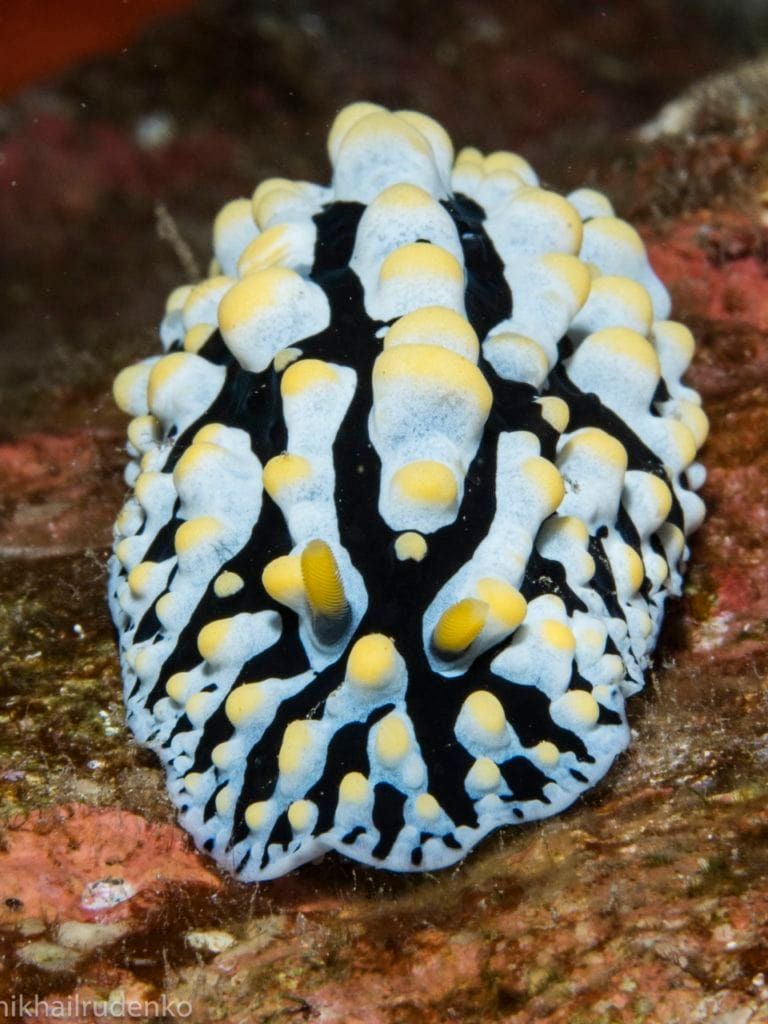 a black and white sea slug with yellow spots