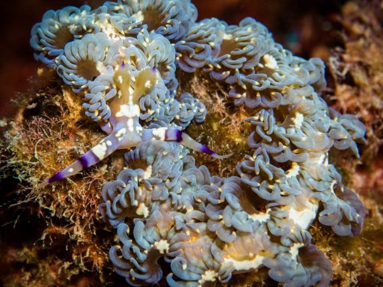a close up of a purple and white sea slug on a rock