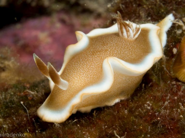a close up of a sea slug with the name airadenko on the bottom