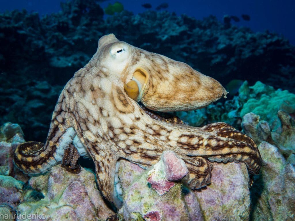 a close up of an octopus on a coral reef taken by halirudenko