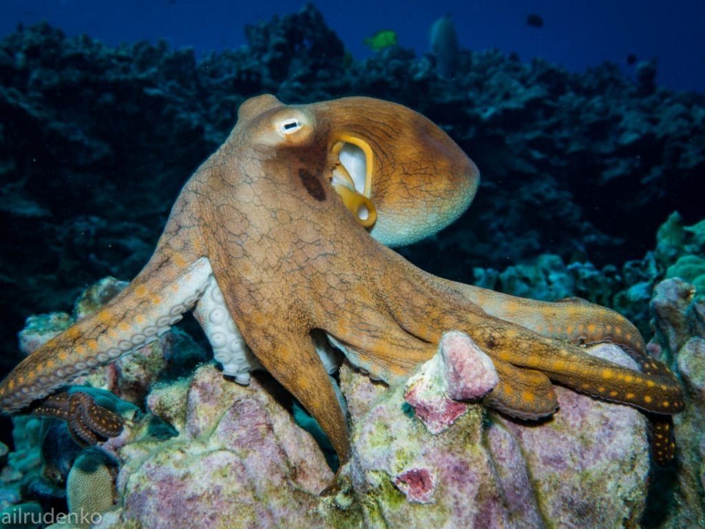 A large octopus is sitting on top of a coral reef.