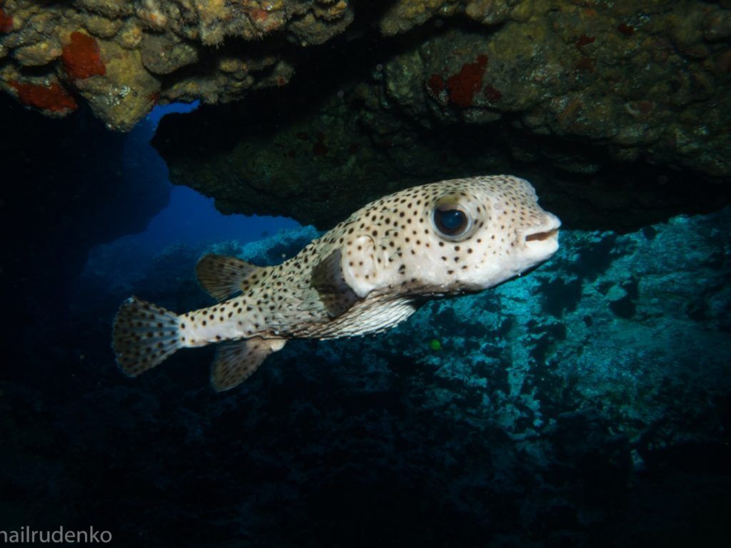 a puffer fish is swimming under a rock in the ocean