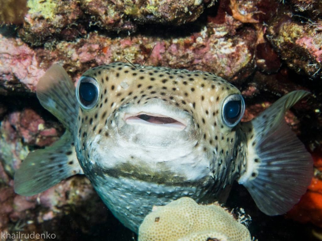 A close up of a fish with its mouth open on a coral reef.