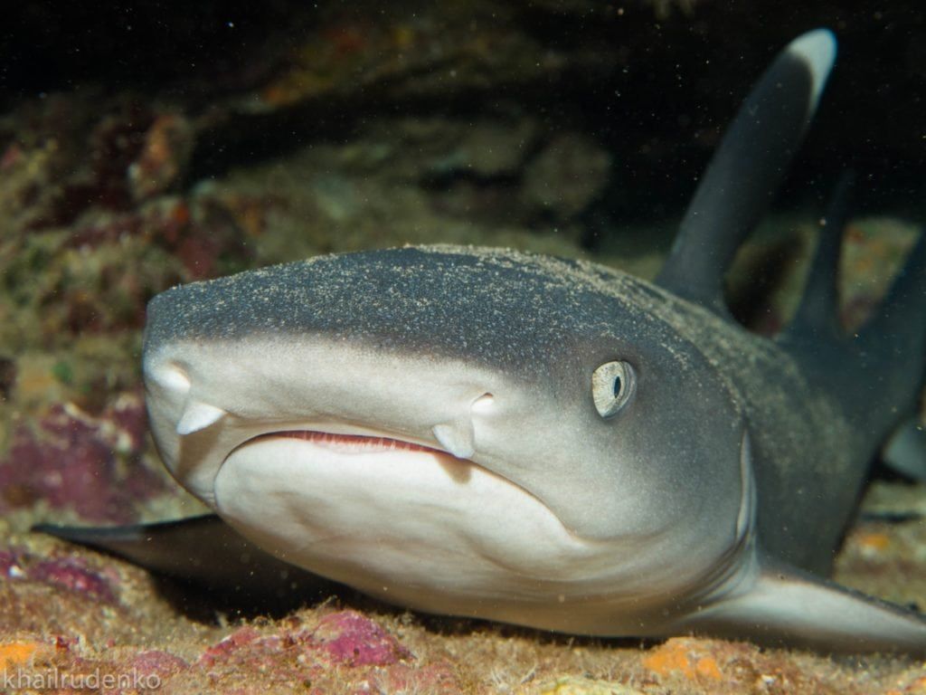 a picture of a shark taken by khalid depiko
