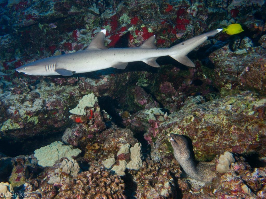 a shark is swimming near a yellow fish on a coral reef