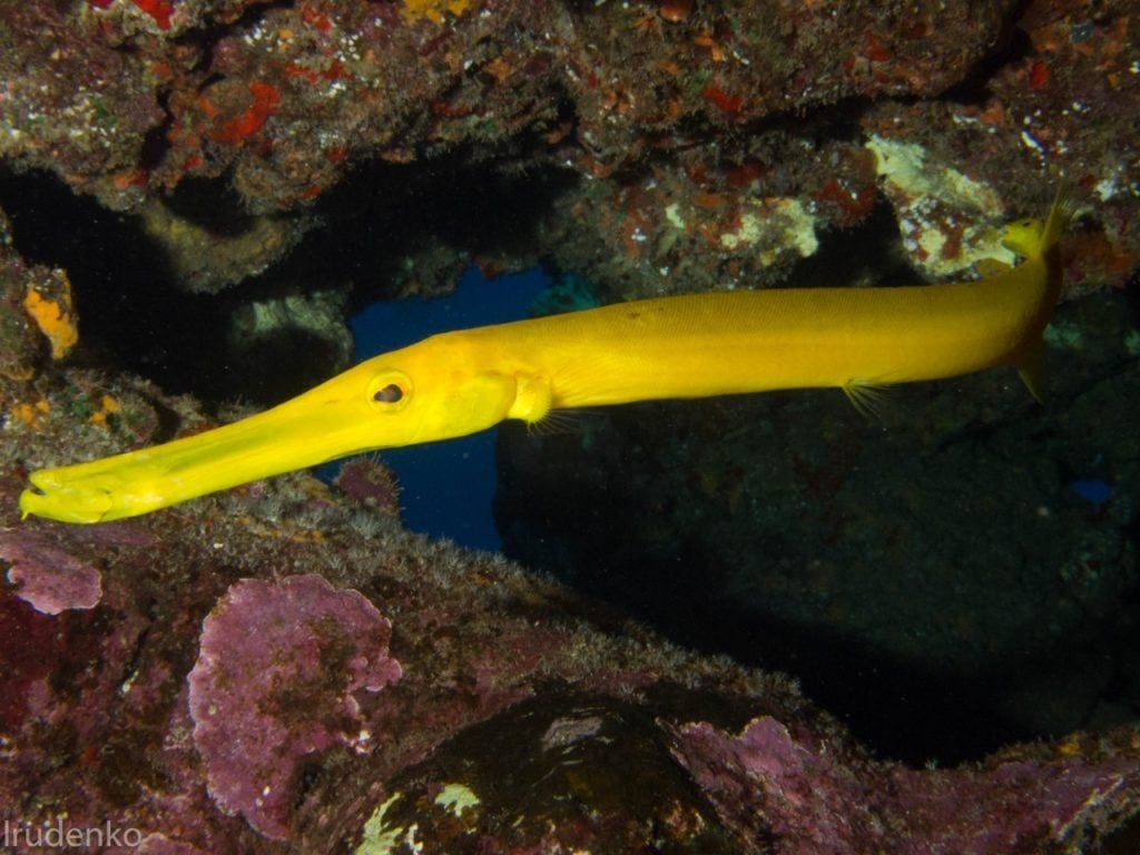 a yellow fish with a long nose is swimming in a cave