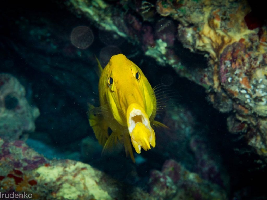 a yellow fish with its mouth open is swimming in the ocean