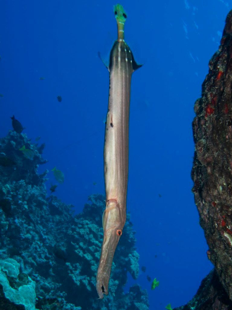 a fish with a long neck is swimming in the ocean